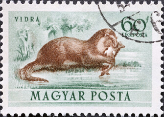 Hungary circa 1953: A post stamp printed in Hungary showing the Fauna of Hungary: Eurasian Otter...