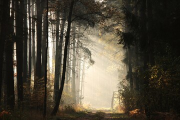 Path through the autumn coniferous forest during sunrise