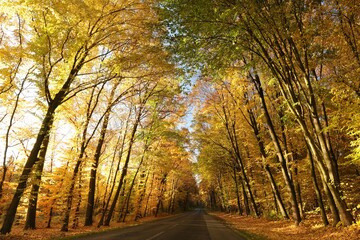 Country road among oaks on a sunny autumn morning