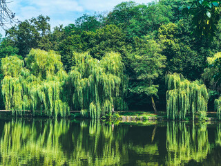 Magnificent summer landscape by the calm river. Weeping willows over the river in sunny warm day with green emerald foliage