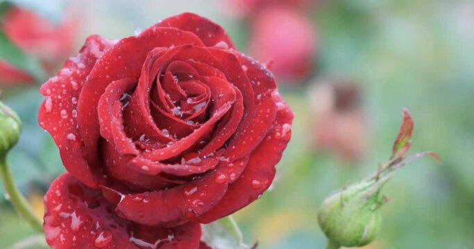 Red rose in rain drops, close-up. Red flower in water drops on green nature background, swaying in wind. Copy space text. Single blooming Beautiful fresh rose bud with raindrops in garden, macro. 4k
