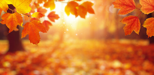 Naklejka na ściany i meble Autumn leaves on the sun and blurred trees