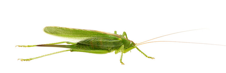 Green locust on white