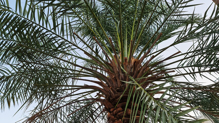 Date palm tree with no dates. Shot took under tree.