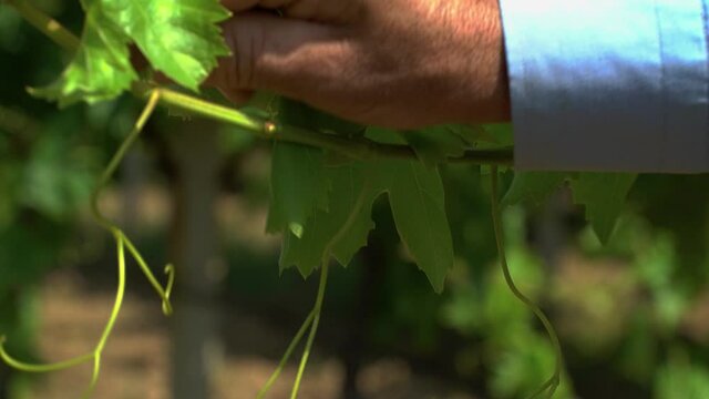 Closeup gathering wine leafs