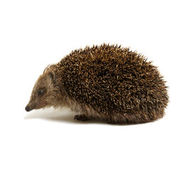 Hedgehog  isolated on white