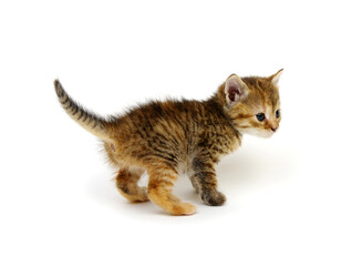 kitten isolated on white background