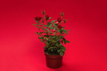 RRed roses in a pot on red background. Copy space.