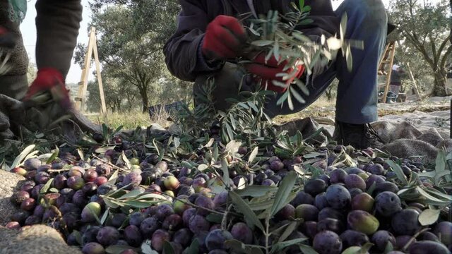 Olive gathering and picking