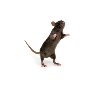Rat standing on its hind legs isolated on white
