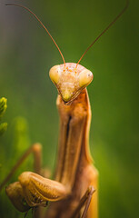 Brown praying mantis on tree. Mantis religiosa insect macro.