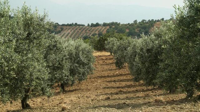Olive trees in a windy field