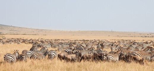 Incredible herds of wildebeests during the Great Migration in the famous Masai Mara Game Reserve in Kenya, Nairobi. We were surrounded by tens of thousands of Zebra and wildebeest on safari. - obrazy, fototapety, plakaty