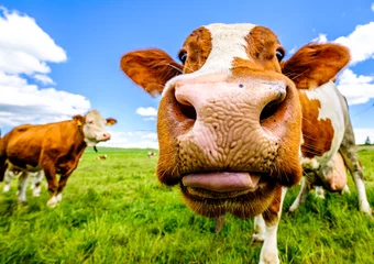 Fototapeten cow at a meadow © fottoo