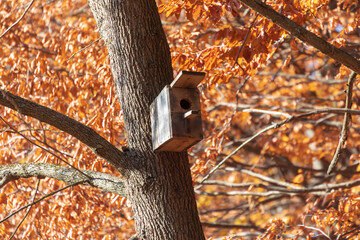 Wooden bird feeder on a tree in the autumn park