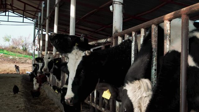 Raising cattle at the farm