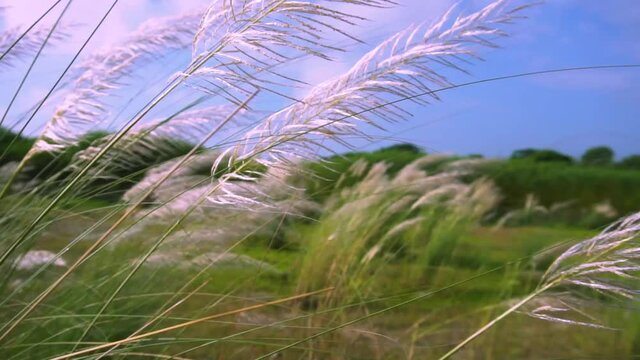 Kashful. Common name: Wild sugarcane. Botanical name: Saccharum spontaneum. Kans grass is a perennial grass native to the Indian Subcontinent, in Nepal, India, Bangladesh, and Bhutan.