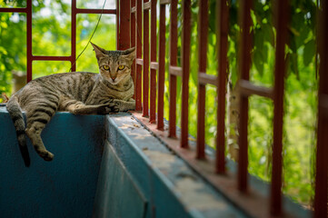 cat on the fence
