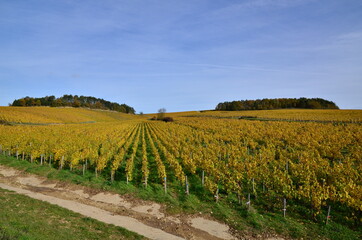 CHABLIS VIGNOBLE GRAND CRU VAUDESIR BOURGOGNE