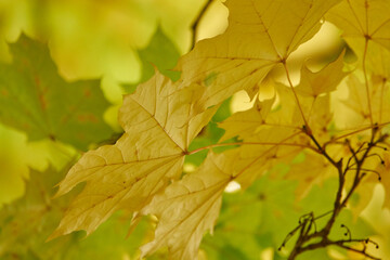 Yellow maple leaves on a branch. Autumn foliage.