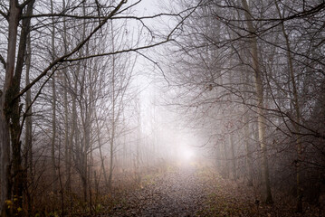 Fototapeta na wymiar thick fog hung over forest road