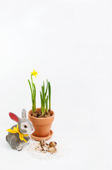 quail eggs, a gray ceramic rabbit with a yellow bow and a wicker basket with fresh daffodils on a white background