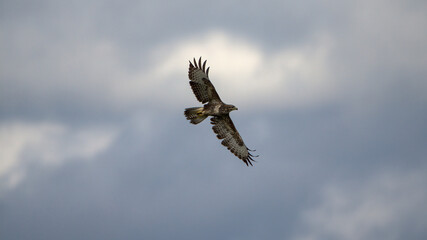 Buzzard in flight wings out 