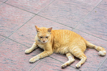 Fototapeta premium Portrait of ginger yellow cat sitting on the road