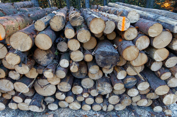 Stos kłód drewnianych podczas sezonowania w lesie - obrazy, fototapety, plakaty