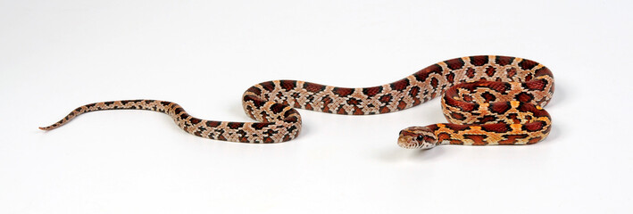 Fototapeta premium Kornnatter // Corn snake (Pantherophis guttatus)