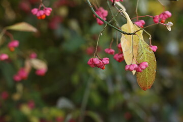 Euonymus europaeus. Pink and red fruits close-up of a spindle tree of a European shrub in autumn.