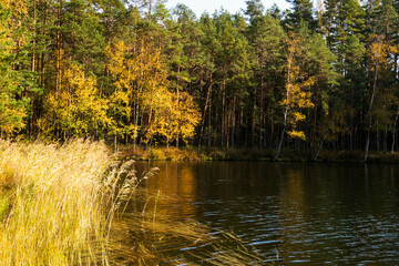 Autumn landscape on the shore of a forest lake