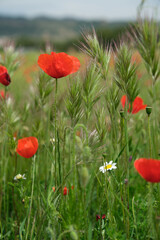 wild red poppies in the grass