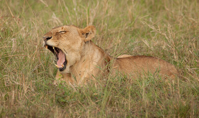 Powerful yawn and teeth of a female African lion