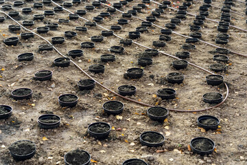 Rows of plastic pots are buried in the ground for planting.