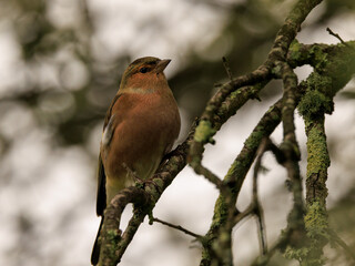 Common chaffinch (Fringilla coelebs). Bird perched on a branch.