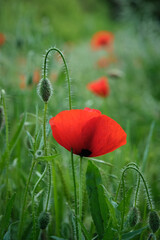 wild red poppies in the grass