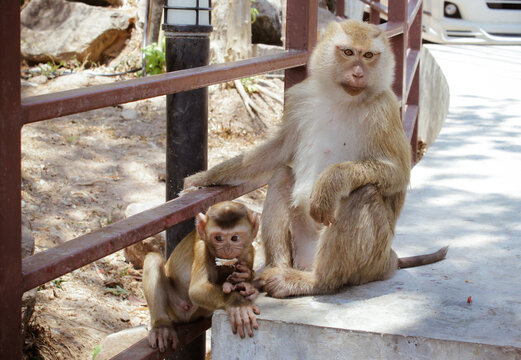 Mother monkey with her baby eating a bun sitting by the iron fence in Thailand