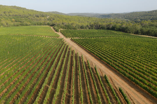 Aerial view of vineyard in countryside near Lorgues township, France.