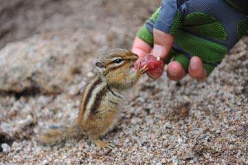 Cute squirrel eating food and human hand