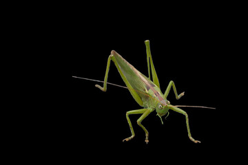 Grasshopper