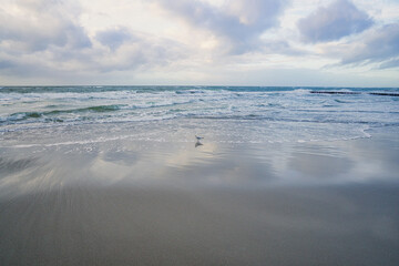 west beach on baltic sea beach. detailed and textured still life.