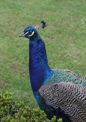 Obraz premium An elegant male peacock on a green grass garden