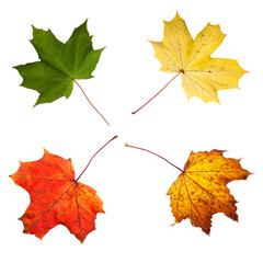 Maple leaf cycle summer to autumn isolated - obrazy, fototapety, plakaty