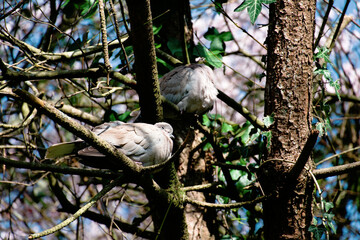 Couple de tourterelles sur les branches .