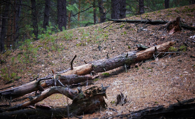 Fallen Old Pine Tree In Coniferous Forest. Green Coniferous Forest.