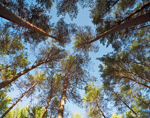View of the tops of the pine trees in autumn forest from the ground. Bottom View Wide-Angle Background.
