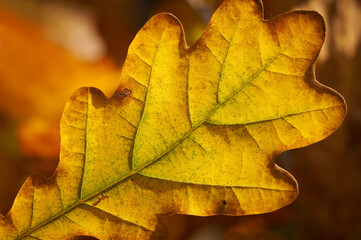 Yellow oak leaf Autumn yellow oak leaf background. Plant and botany nature texture.