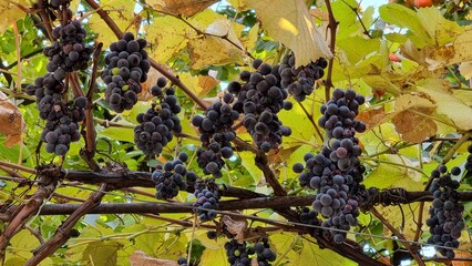 grapes in vineyard in Tbilisi,Georgia.
