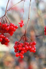 Red viburnum berries in late autumn